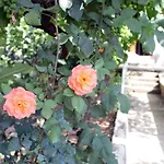 Feme Гостьовий будинок 3*